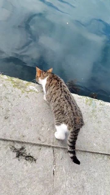 Кот и Кефаль) из ведра не берет, идёт и сам ловит, рыба прям у берега лапу опустил и поймал))))