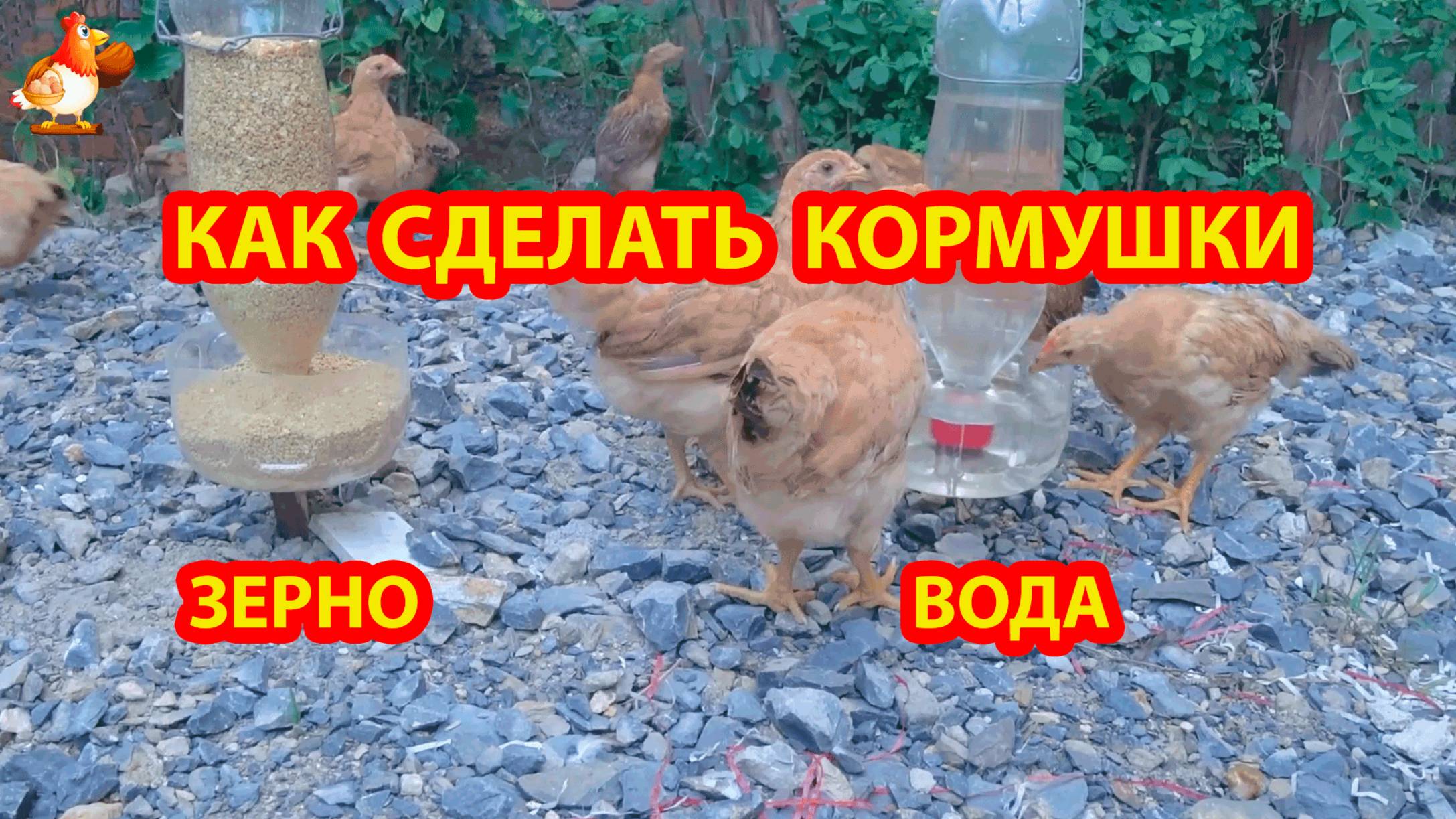 Кормушка и поилка из бутылок для цыплят и молодок 🐤🐥🐤 смотреть онлайн