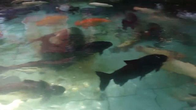 Arapaima Gigas In My Fish Pond