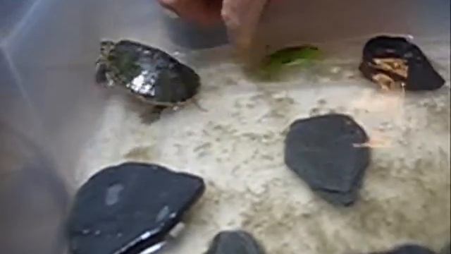 Silver vs. Katydid смотреть онлайн