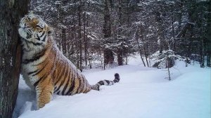 Тигры в Вяземском.