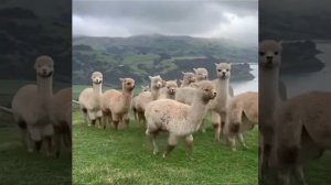 Альпаку 😍😄