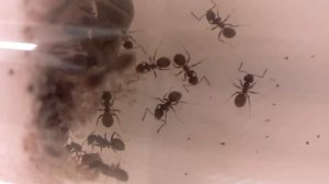 Lasius sp. - dead worker getting cannibalized by larvae (Timelapse)