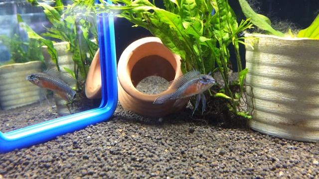 Apistogramma Elizabethae 'Super Red' смотреть онлайн