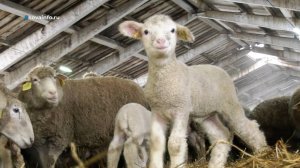 Как в Самарской области разводят племенных овец