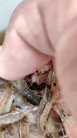 VLOG#21 #Shorts #Shrimp #Janga #Cufu #SeaFood Catching in hope bay Jamaica part 2