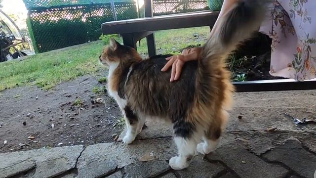 High pitched meowing cat and fluffy calico cat at the park are so cute смотреть онлайн