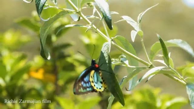 Birdwing butterfly plus slow motion смотреть онлайн