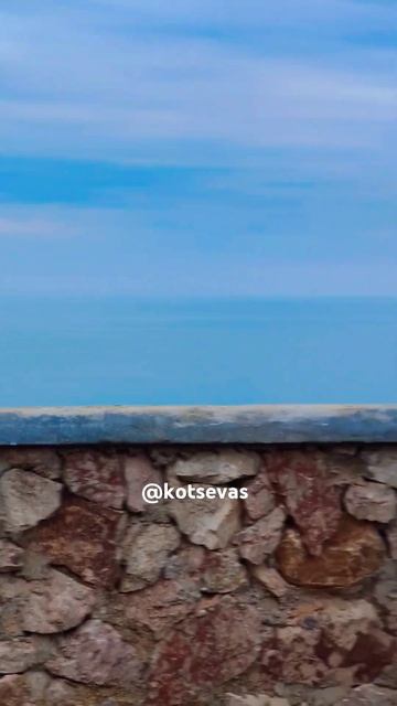 Собакен смотрит вдаль на море #собакиСевастополя #собакен #собака