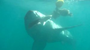 Great White Sharks @ Gansbaai South Africa