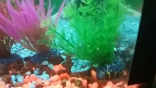 Peces abispa смотреть онлайн
