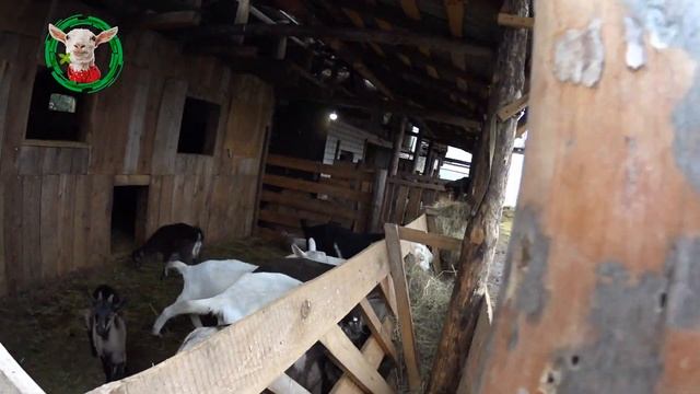 Наш козий рай