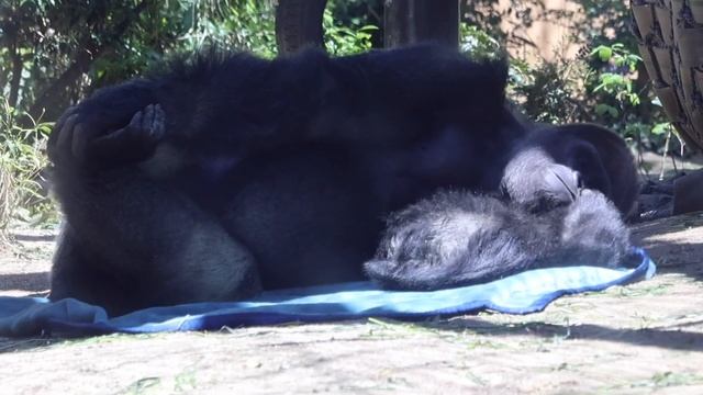 可愛い顔で外を眺めてるゲンタロウに気付くと、来園者はみな立ち止まる⭐️ゴリラ Gorilla【京都市動物園】Gentaro looks outside with a cute face.