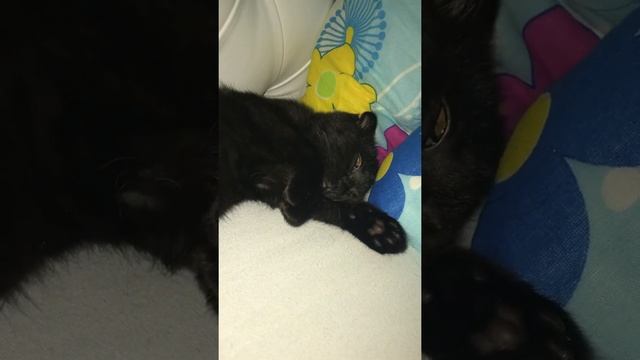 Котенку что-то снится. Эмоциональный сон смотреть онлайн