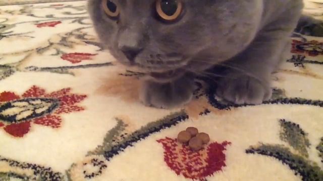 Кошачий рэп смотреть онлайн