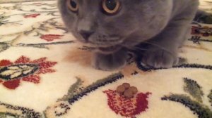 Кошачий рэп