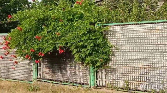 #25 Жара. Лошади. Цветы. смотреть онлайн