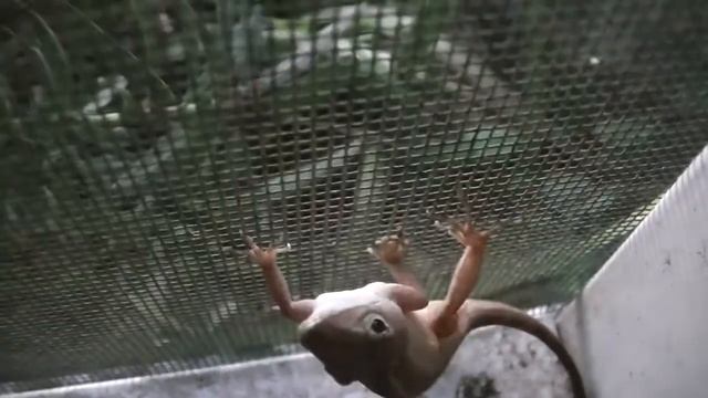 Florida Lizard Encounter #23 смотреть онлайн