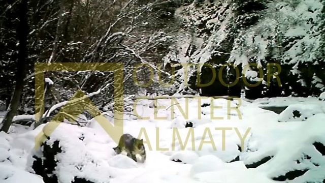 Снежный барс смотреть онлайн