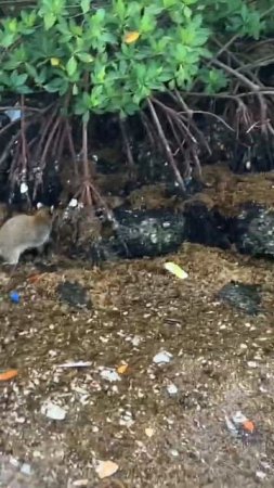 Raccoon hunting for crabs and oysters and other shellfish in Lagoon