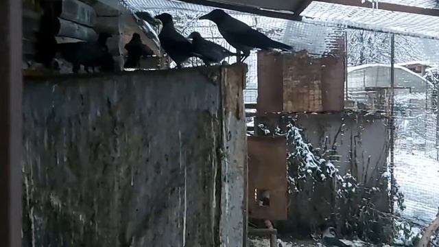 Серые Воронки 01 12 20 г смотреть онлайн