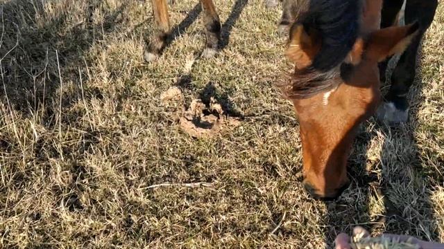 Утро с лошадьми. смотреть онлайн