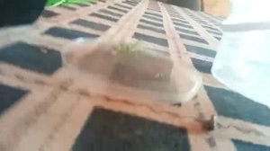 Богомол против Саранчи