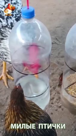 Варианты кормушек и поилок для кур и цыплят 🐓🐤🐔 идея (16)