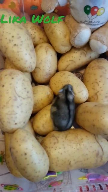 Смешные животные. Хомяк на картошке. Забавные хомячки. Мистер хомяк Нобби. Cute little hamster.