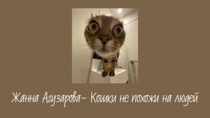 кошачий плейлист || плейлист про кошек и котов