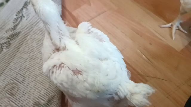 Собрали новую клетку для бройлеров на кухню🐔 переезд бролей