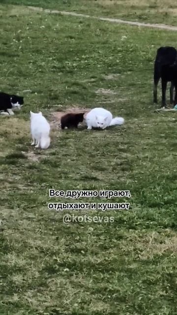 Все дружно играют, отдыхают и кушают))) Коты и собаки ☺️ #котысевастополя #собакиСевастополя