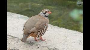 TUSHDA KAKLIK TABIRI | TUSHDA "KAKLIK"NI KO'RISH NIMANI BILDIRADI?