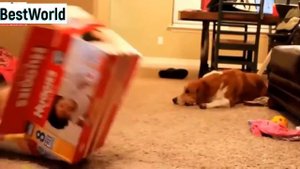 Дети и животные. Приколы с животными| Children and animals Dogs, Cats & Cute Babies Compilation #7