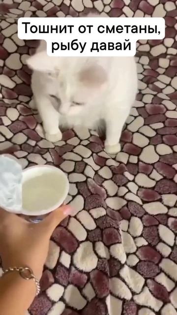 КОШКУ ТОШНИТ ОТ СМЕТАНЫ