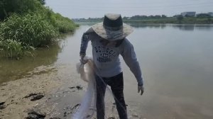 Сазаны на каждом забросе. кастинговпя сеть рыбалка в корее #fishing #рыбалка