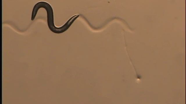C. elegans responding to a touch stimulus смотреть онлайн
