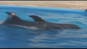 Плаванье с дельфинами в Шарме