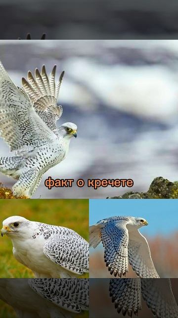 факт о кречете смотреть онлайн