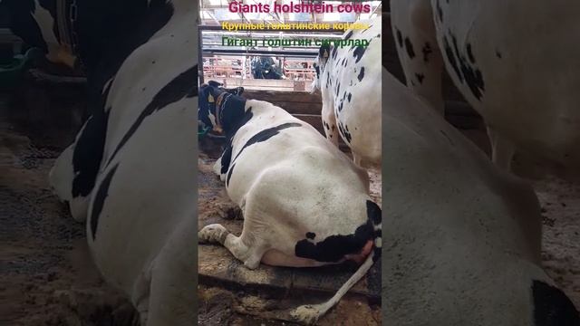 Giant holshtein cows!Гигант голштин сигирлар! Крупные голштинские коровы!! смотреть онлайн