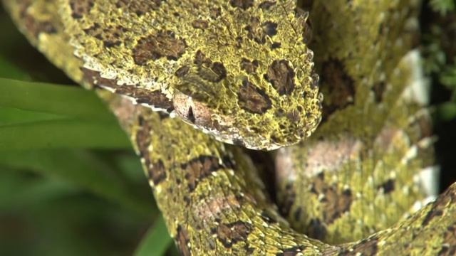 Eyelash Pit Viper смотреть онлайн
