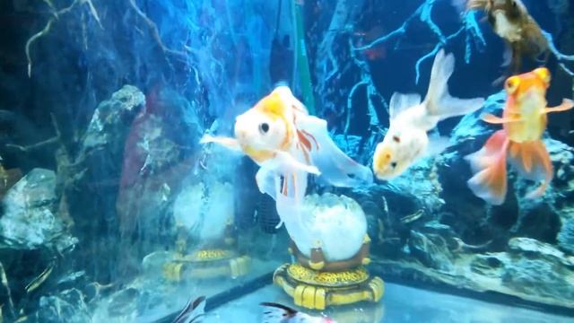 Золотухи смотреть онлайн