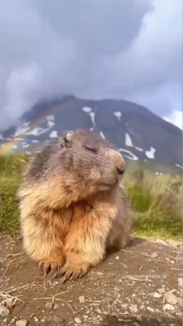 Marmots Can Sing | Funny Video 😋😋😋 #shorts #youtubeshorts #marmot #singer смотреть онлайн