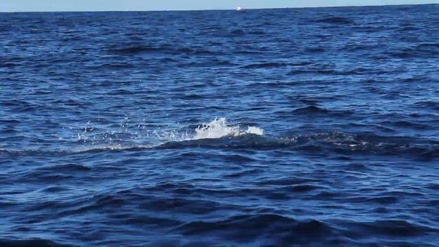 Marlin Fishing in Cabo San Lucas, Mexico смотреть онлайн