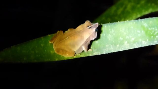 Rhinella proboscidea
