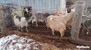 Коза котилась а молока нет! Почему?