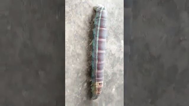 Manduca quinquemaculata смотреть онлайн