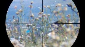 Кроухантинг - ЗАЧИСТКА ВРАНОВЫХ | Air Rifle Hunting - CLEANING OF THE VRANOVS