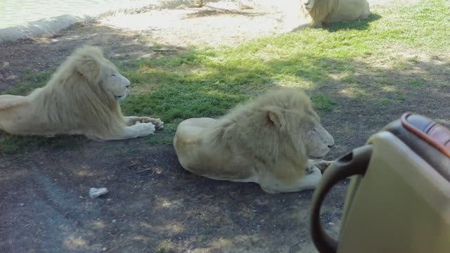 Сафари Парк в Дубае, ОАЭ, Сафари-тур, Dubai Safari Park , Zoo and Safari Park in Dubai