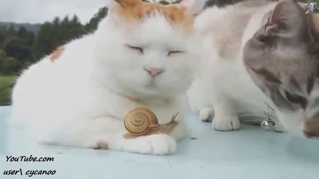 Смешные кошки.